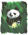 panda